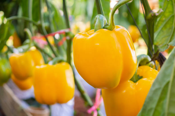Paprika